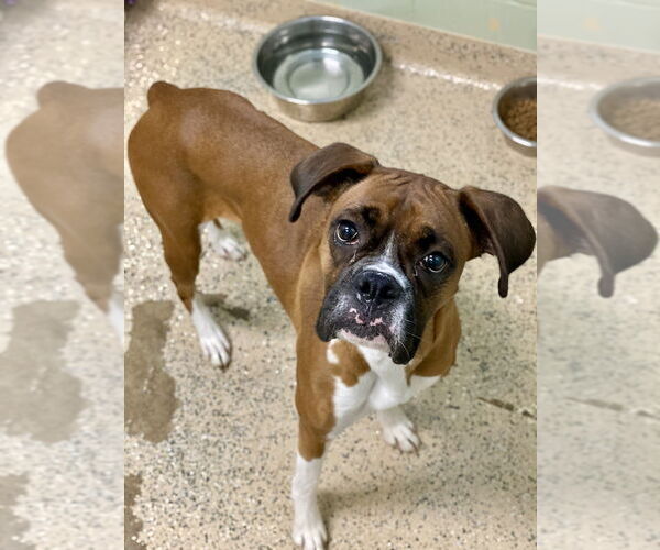 Medium Photo #2 Boxer Puppy For Sale in Austin, TX, USA