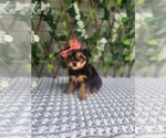 Small #2 Morkie