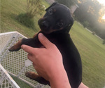 Puppy Purple female Doberman Pinscher