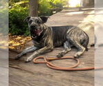Small Catahoula Leopard Dog Mix