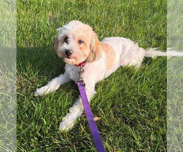 Medium Photo #3 Shih Tzu-Unknown Mix Puppy For Sale in Cliffwood, NJ, USA