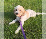 Small #2 Shih Tzu Mix