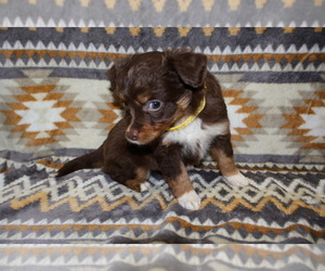 Medium Miniature Australian Shepherd