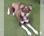 Small #8 Australian Kelpie-Siberian Husky Mix