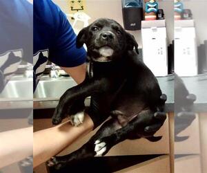 Mutt Dogs for adoption in Martinez, CA, USA