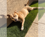 Small #1 Mastiff-Staffordshire Bull Terrier Mix