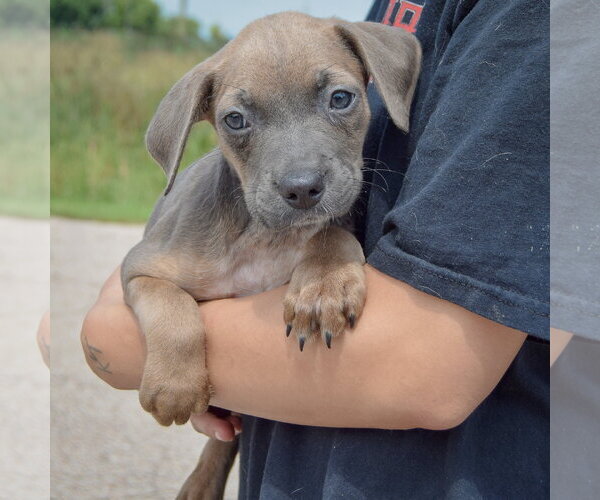 Medium Photo #4 Mutt Puppy For Sale in Huntley, IL, USA
