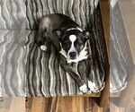 Small #1 Australian Shepherd-French Bulldog Mix