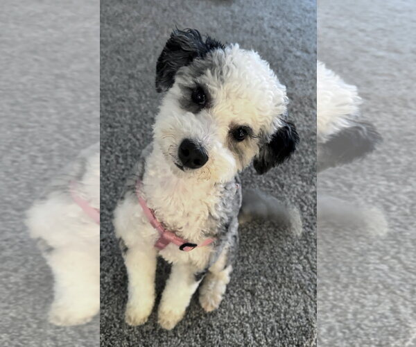 Medium Photo #1 Bernese Mountain Dog-Poodle (Miniature) Mix Puppy For Sale in Harrisburg, PA, USA