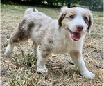 Small #16 Aussie-Poo-Miniature Bernedoodle Mix