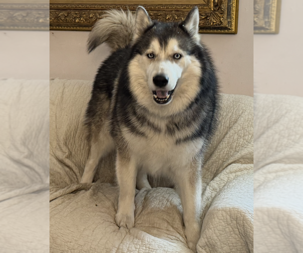 Medium Photo #2 - Mix Puppy For Sale in Dana Point, CA, USA