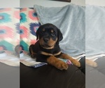 Small Photo #16 Rottweiler Puppy For Sale in COLORADO SPRINGS, CO, USA