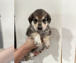 Small Photo #3 German Shepherd Dog-Great Pyrenees Mix Puppy For Sale in DULUTH, MN, USA