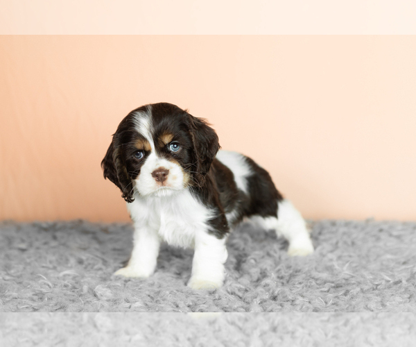 Medium Photo #2 Cocker Spaniel Puppy For Sale in NAPPANEE, IN, USA