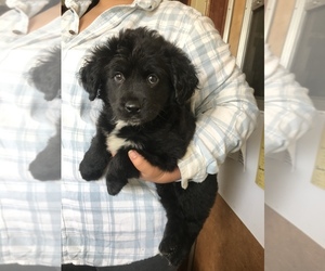 Golden Retriever-Springer Spaniel Sheepdog Mix Puppy for sale in SAN DIEGO, CA, USA
