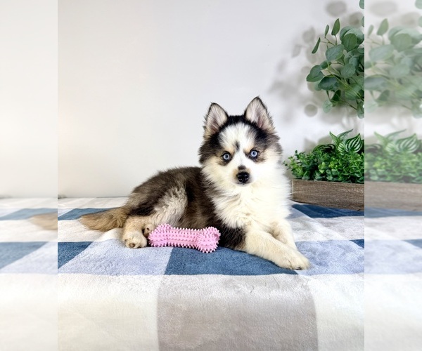 Medium Photo #6 Pomsky Puppy For Sale in GREENFIELD, IN, USA