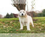 Small Photo #4 Golden Retriever Puppy For Sale in WARSAW, IN, USA