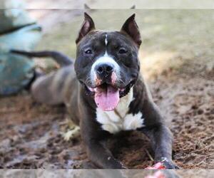 American Staffordshire Terrier-Unknown Mix Dogs for adoption in Tallahassee, FL, USA