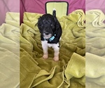 Small Photo #1 Poodle (Standard) Puppy For Sale in LEXINGTON, SC, USA