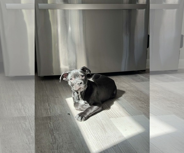 Medium Photo #6 Mutt Puppy For Sale in Holly Springs, NC, USA