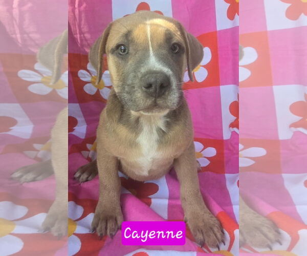 Medium Photo #7 Catahoula Leopard Dog-Unknown Mix Puppy For Sale in Alexander, AR, USA