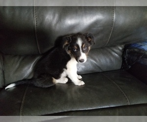 Australian Shepherd Puppy for sale in WILLIAMSBURG, CO, USA