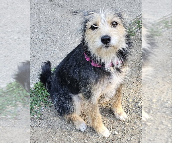 Medium Photo #4 Mutt Puppy For Sale in Olalla, WA, USA