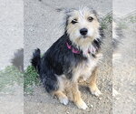 Small #3 Mutt