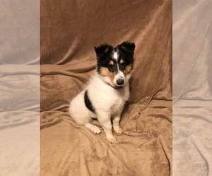 Medium Collie