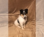 Puppy 3 Collie