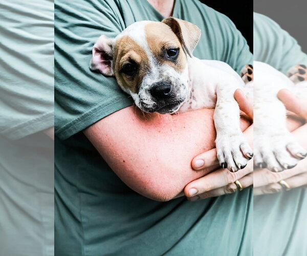 Medium Photo #5 Staffordshire Bull Terrier Puppy For Sale in Maryville, TN, USA