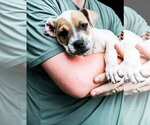 Small #4 Staffordshire Bull Terrier