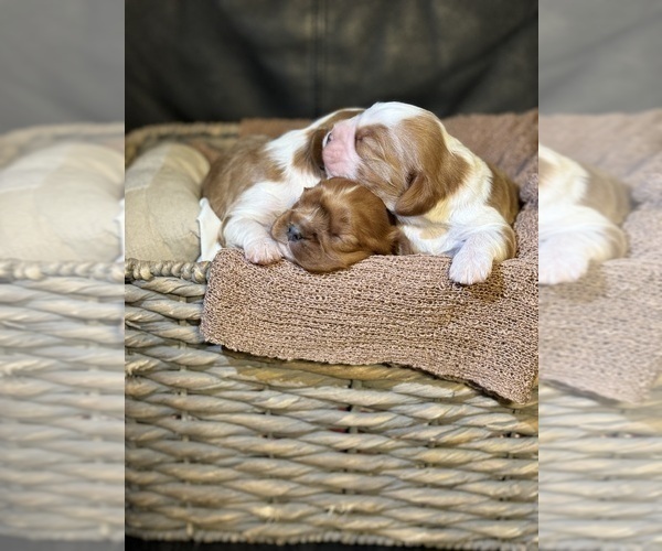 Medium Photo #8 Cavalier King Charles Spaniel Puppy For Sale in ALBUQUERQUE, NM, USA