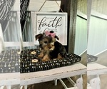 Small #2 Yorkshire Terrier