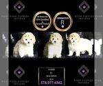 Small Photo #87 Maltipoo Puppy For Sale in WARSAW, IN, USA
