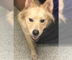 Small Chow Chow Mix
