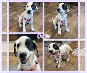 Dalmatian-Unknown Mix Dogs for adoption in Blacksburg, SC, USA
