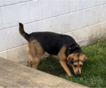 Small #3 Beagle Mix