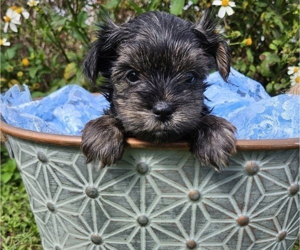 Medium Photo #2 Yorkshire Terrier Puppy For Sale in SARASOTA, FL, USA