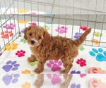 Small #1 Cavapoo (Miniature)-Poodle (Toy) Mix