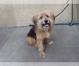 Mutt Dogs for adoption in Downey, CA, USA