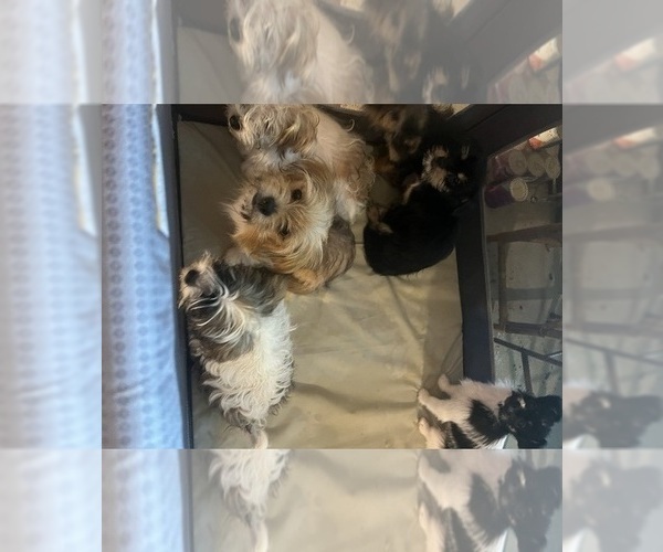 Medium Photo #2 Shorkie Tzu Puppy For Sale in LEBANON, OR, USA