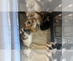 Small #1 Shorkie Tzu
