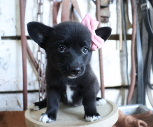 Pembroke Welsh Corgi-Pomeranian Mix Puppy for sale in HONEY BROOK, PA, USA