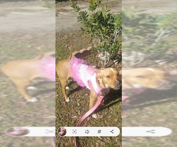 Medium Photo #1 Mutt Puppy For Sale in San Antonio, TX, USA