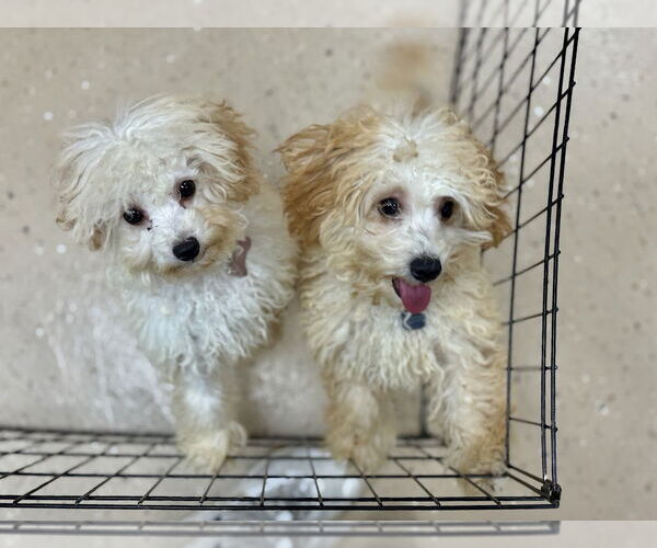 Medium Photo #3 Poodle (Miniature) Puppy For Sale in Mundelein, IL, USA