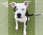 Small #1 American Pit Bull Terrier Mix