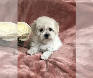 Coton de Tulear Puppy for Sale in SCURRY, Texas USA