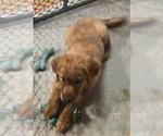 Small Golden Retriever