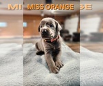 Puppy Miss Orange Labrador Retriever